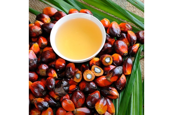 Image Palm oil fruit.